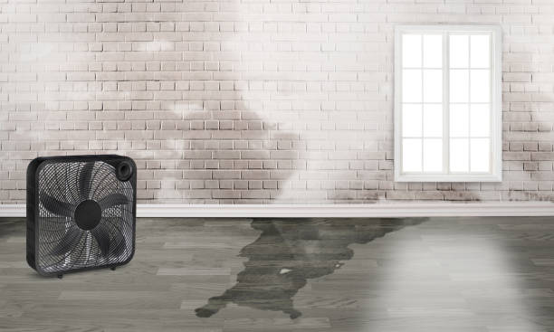 Best Flood restoration services  in Egypt, AL